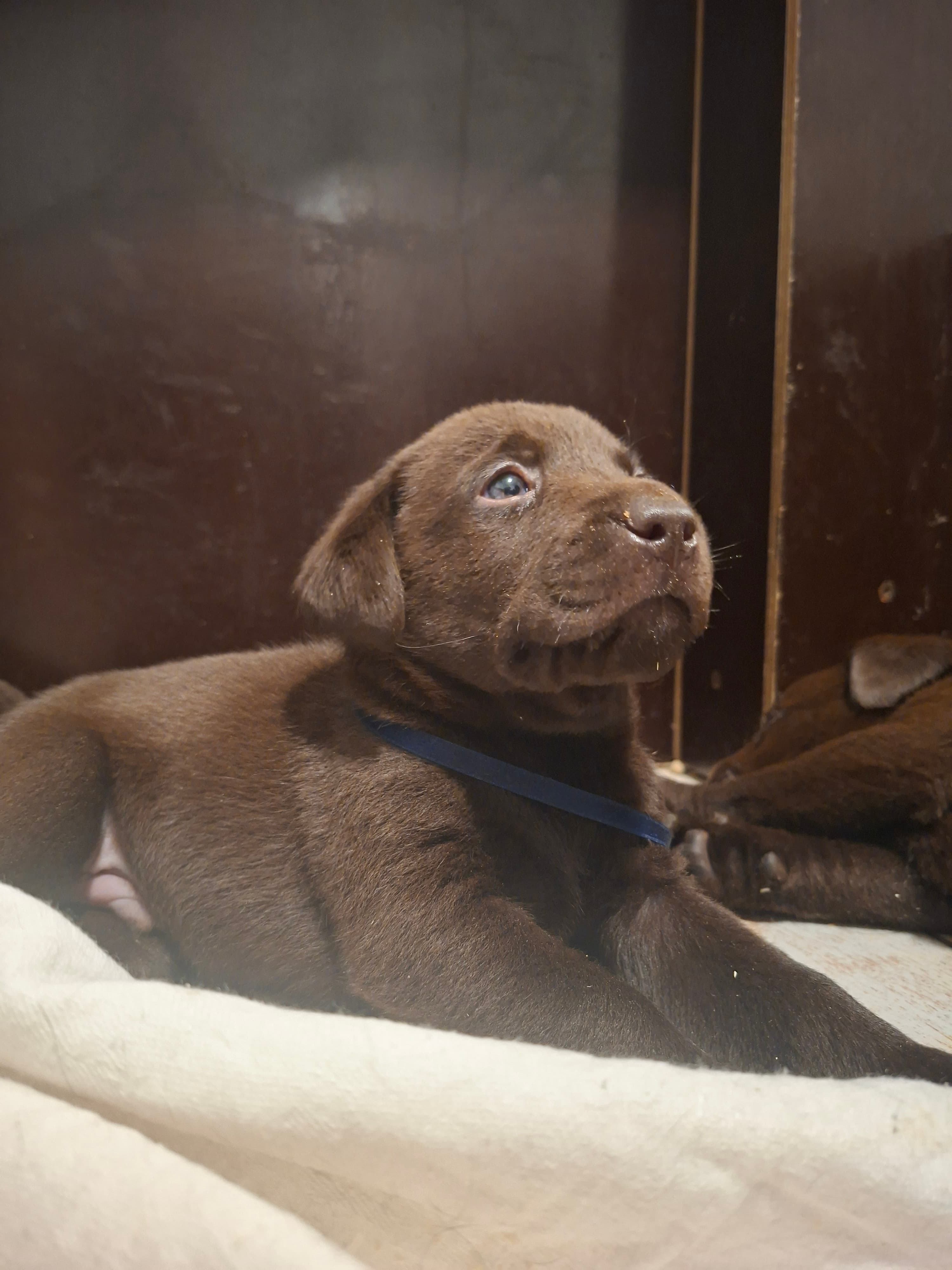 Šokoladinis šlaitas