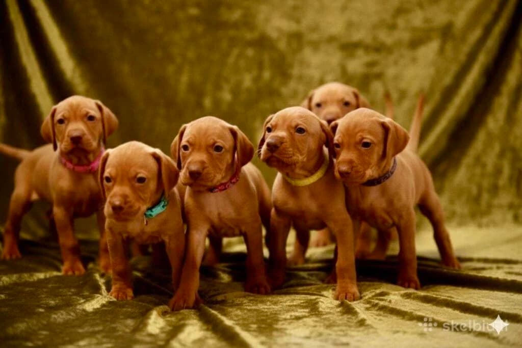 Trumpaplaukių Vengrų Vižlų veislynas "Keturios Pėdutės"