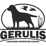 Labradoro retriverių veislynas "Gerulis"