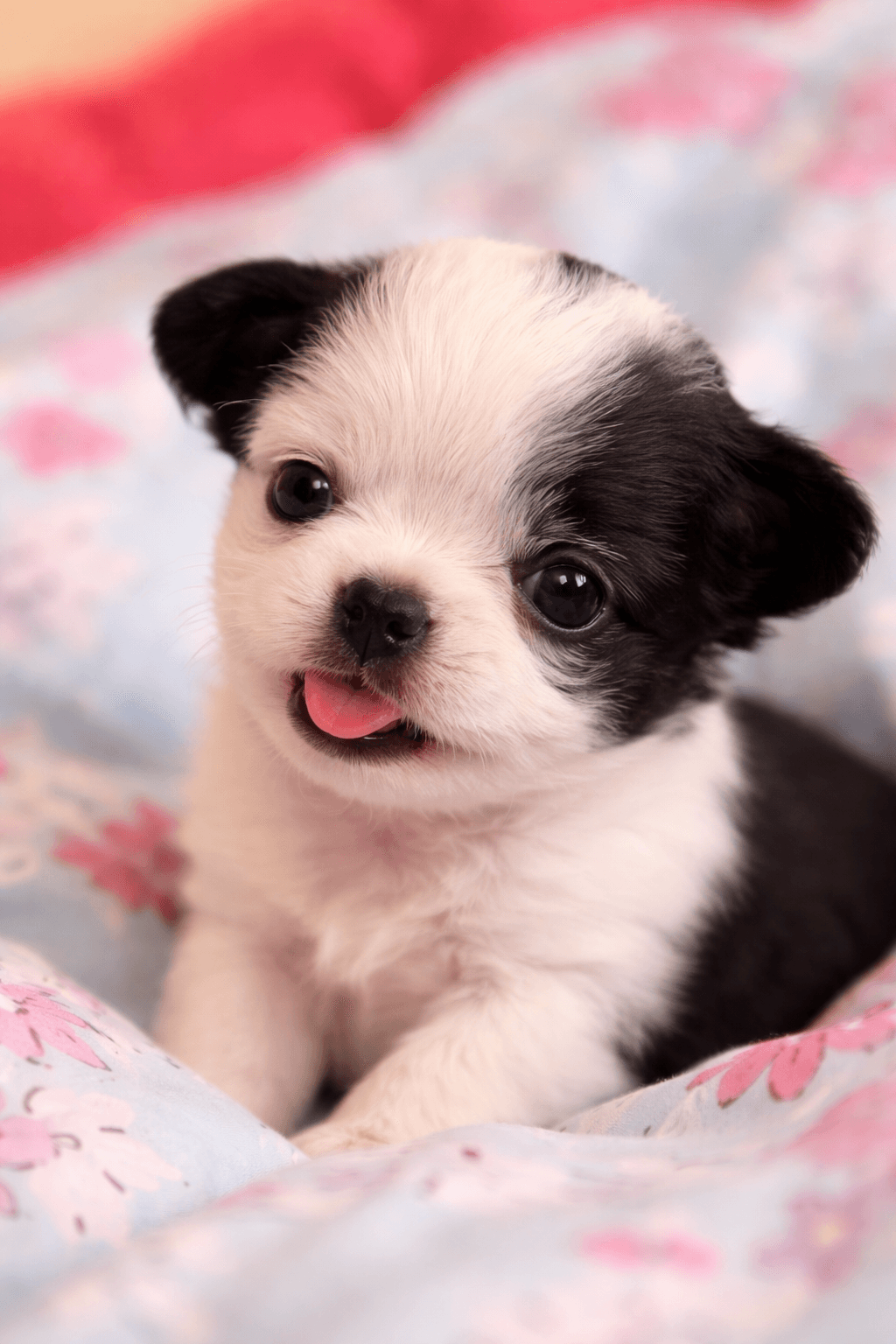 Only You Forever FCI