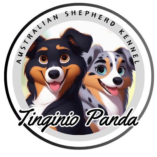 Tinginio Panda australų aviganių veislynas/ Lazy Panda Australian Shepherd kennel