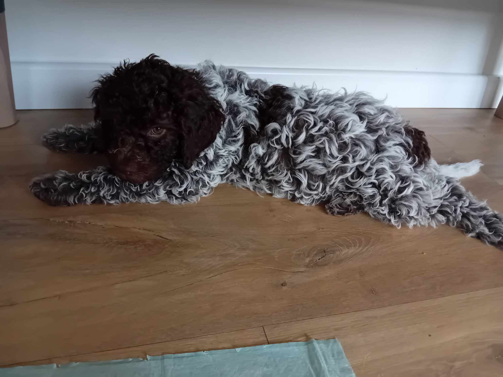 Lucida Stelle - Bright Star