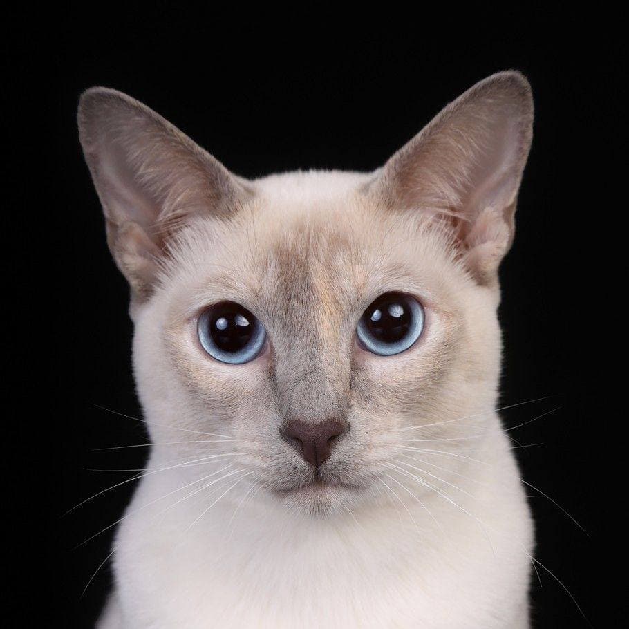 Veislynas Namų siela