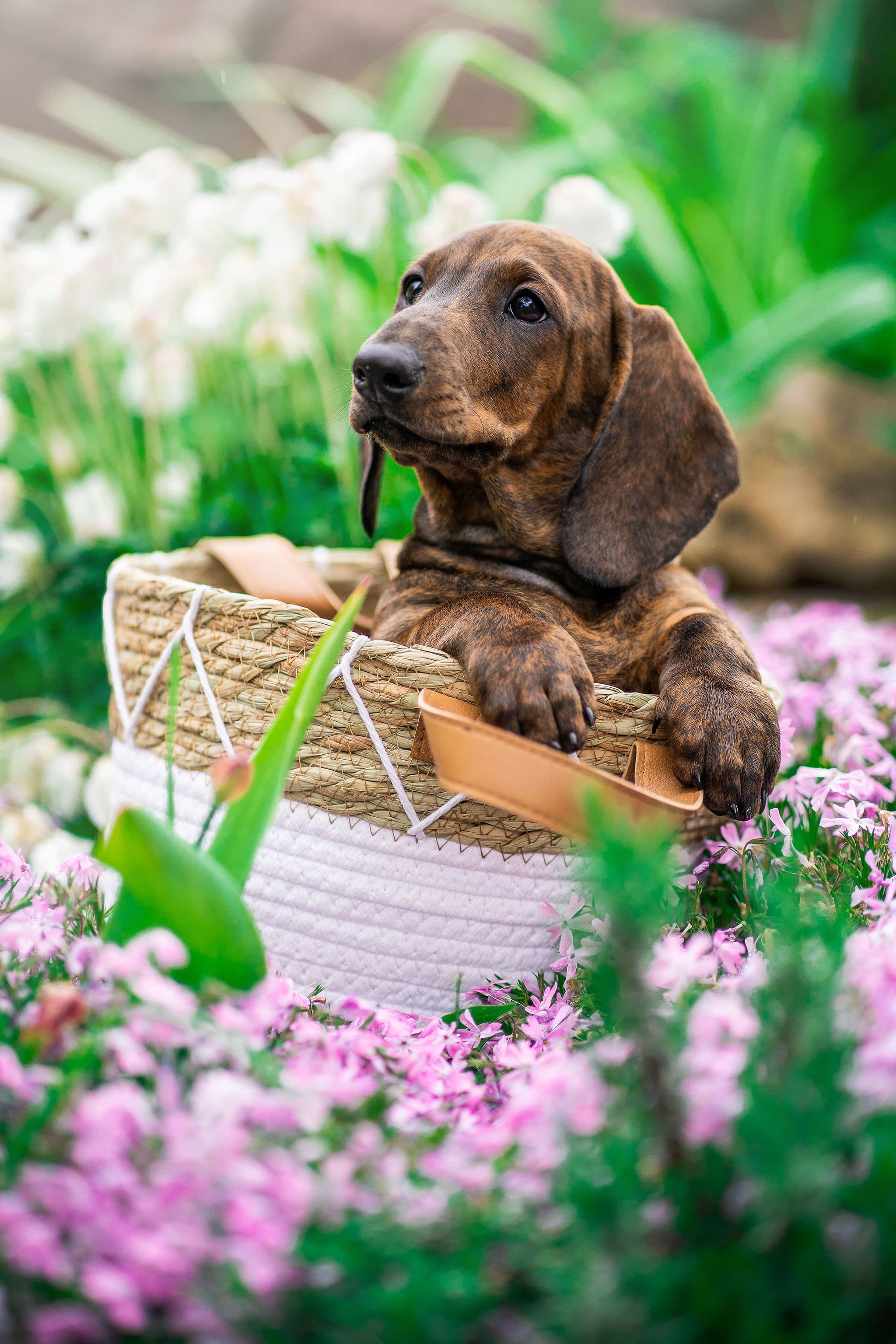 Veislynas Rojaus Divos