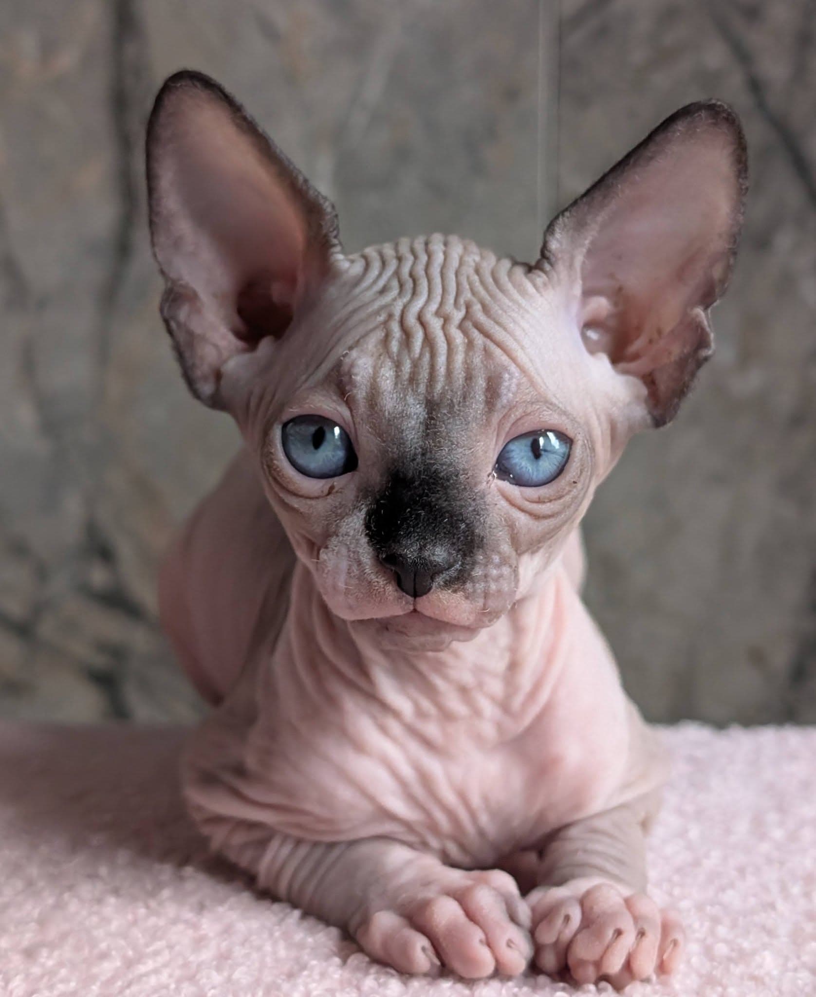 Sphynx Cats