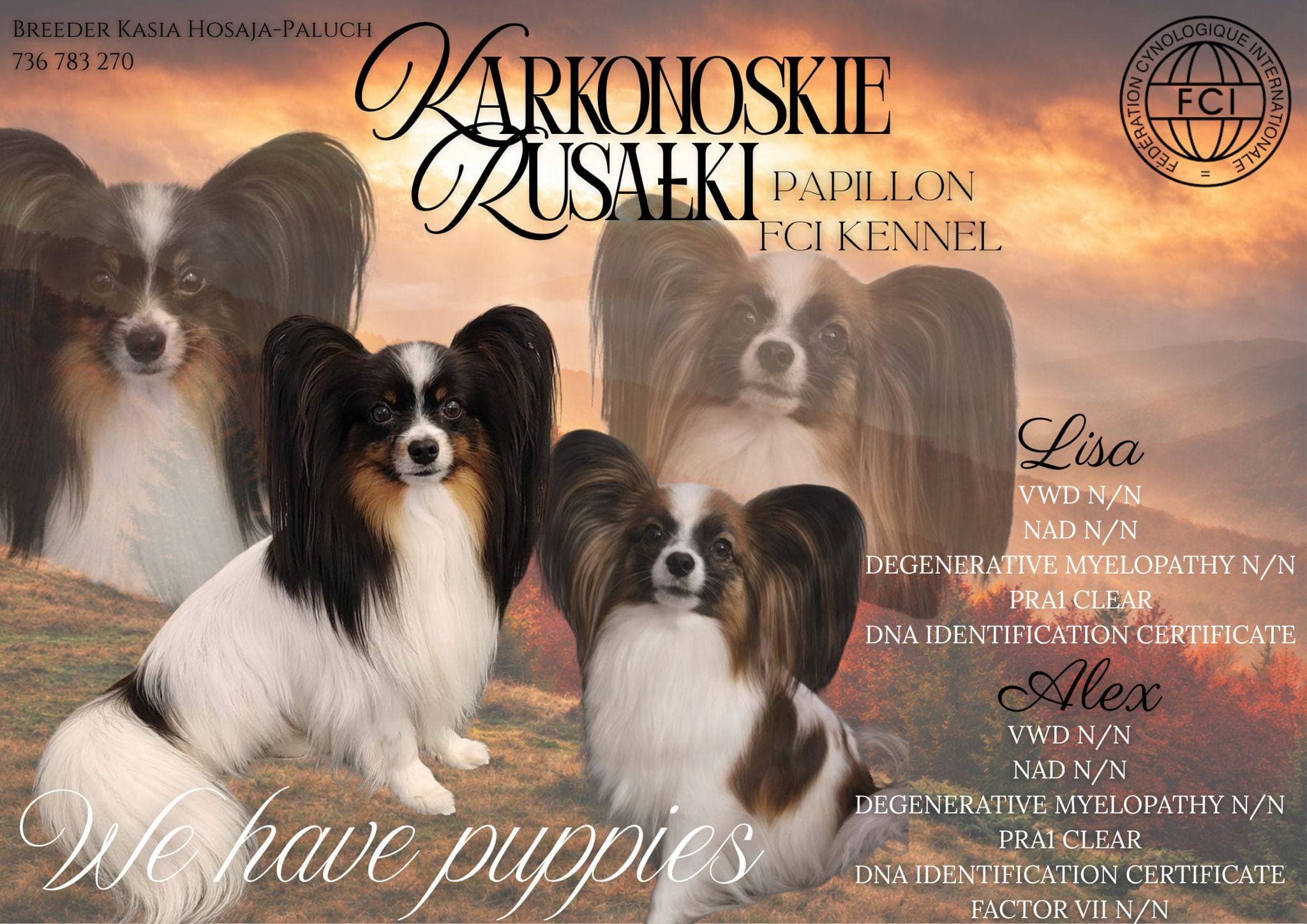 Hodowla Papillon FCI ZKWP Karkonoskie Rusałki