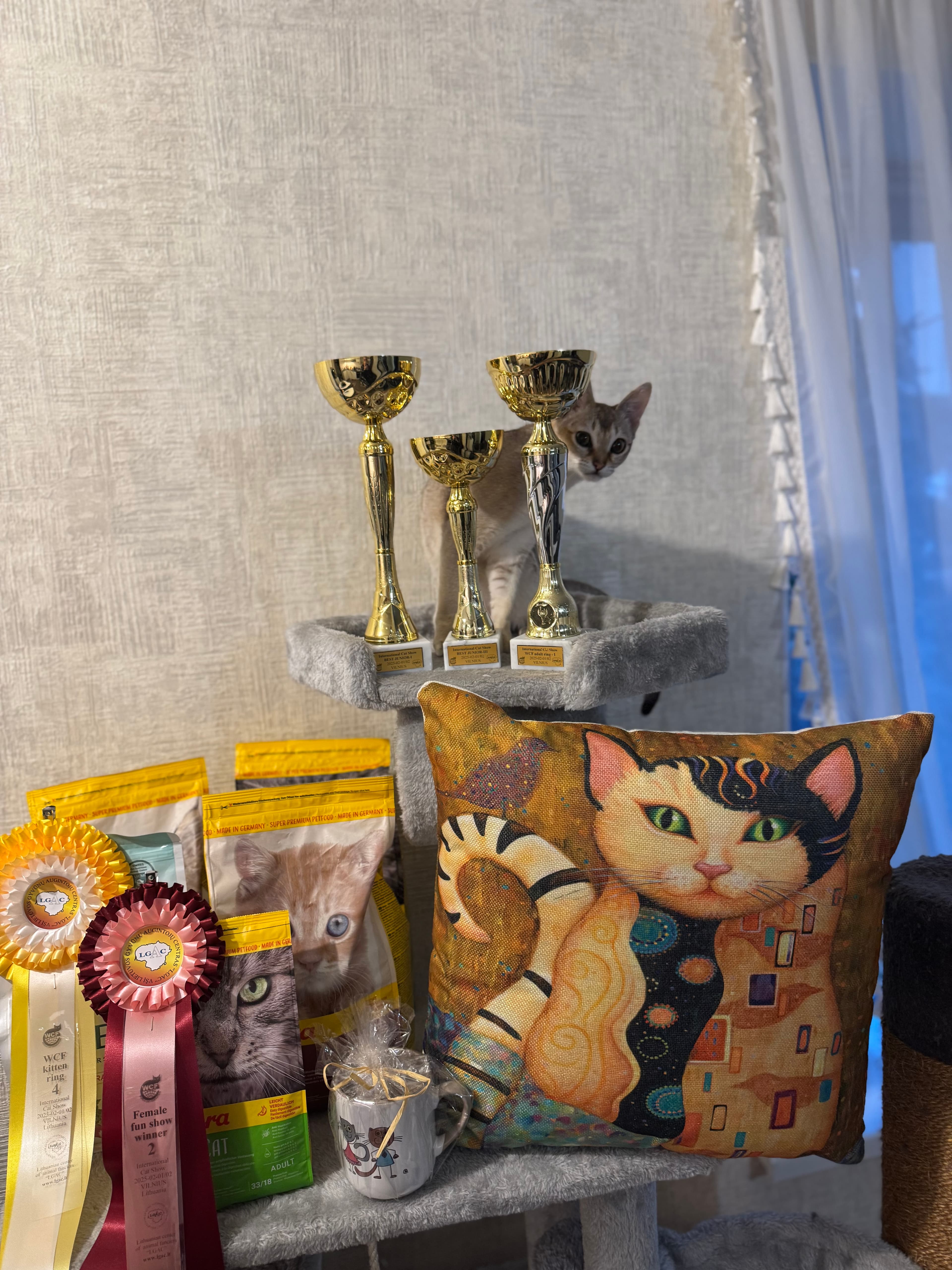 Singapura cats cattery ,,Šilko pėdutės”