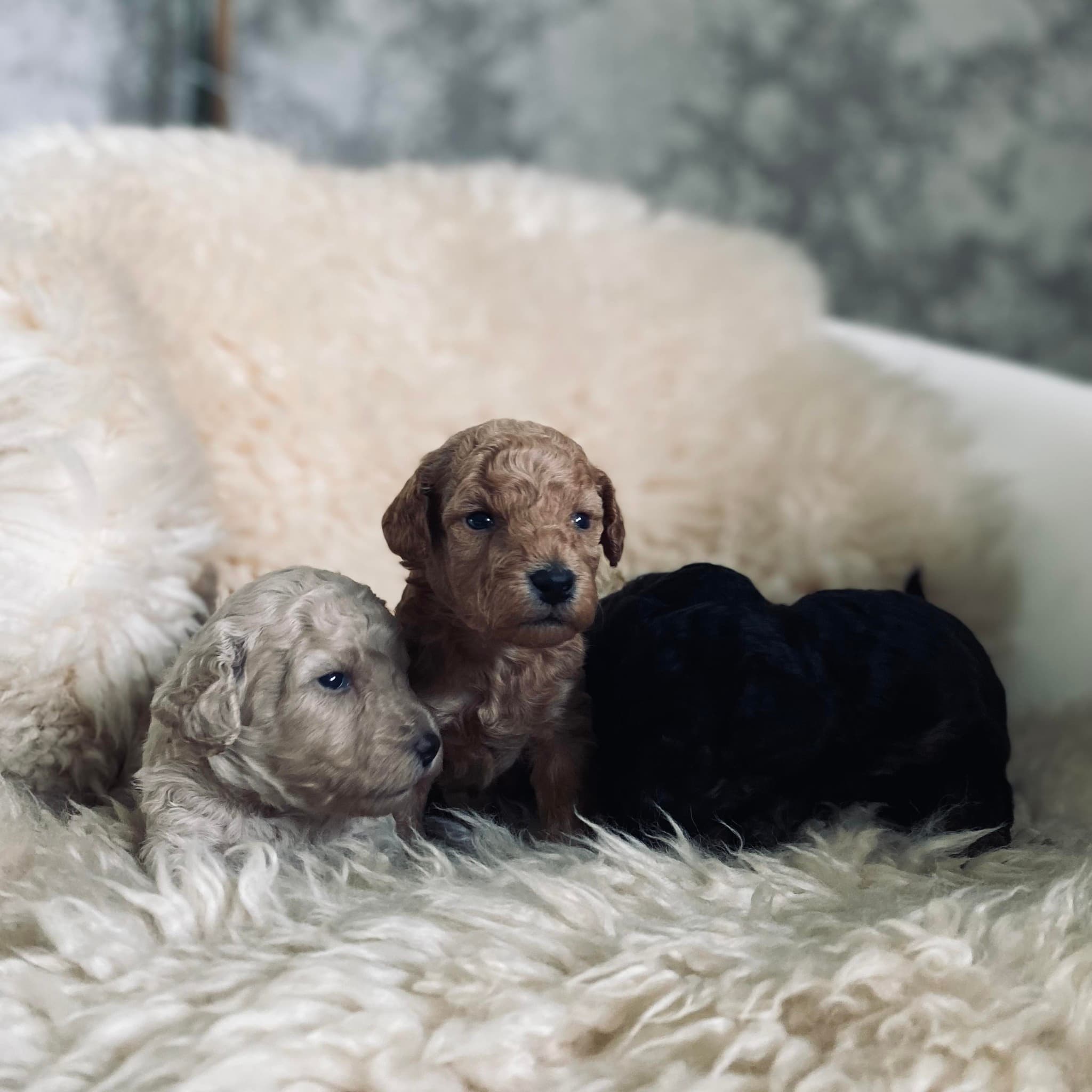 Pudelių veislynas „Olimpinė žvaigždė”