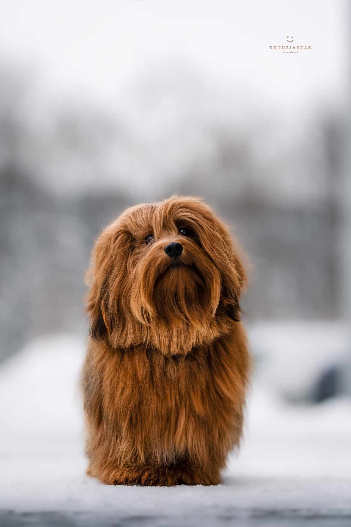 Havanese kennel Spalvota pasaka )
