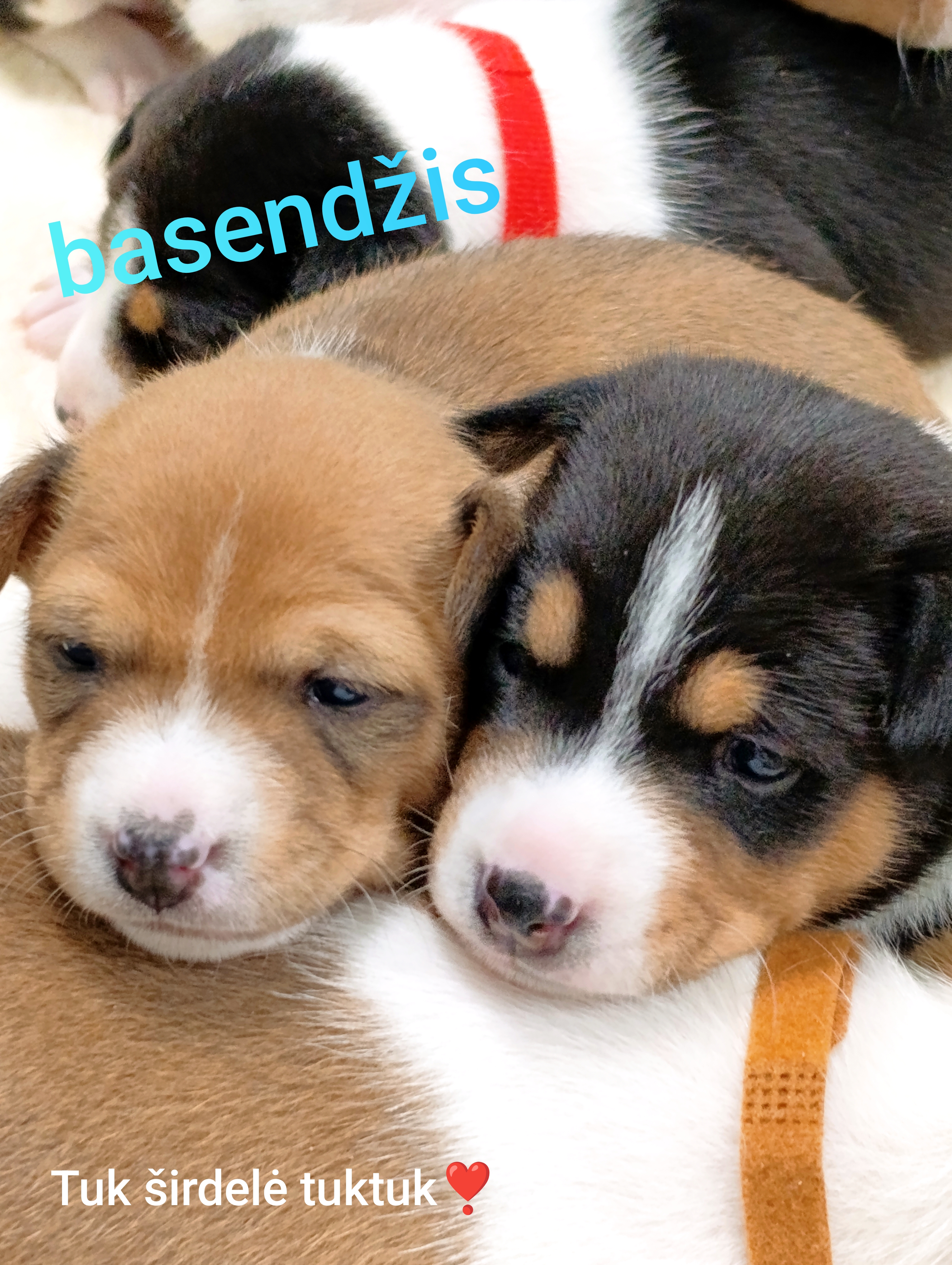 Bastūnų Slėnis basenji Kennel