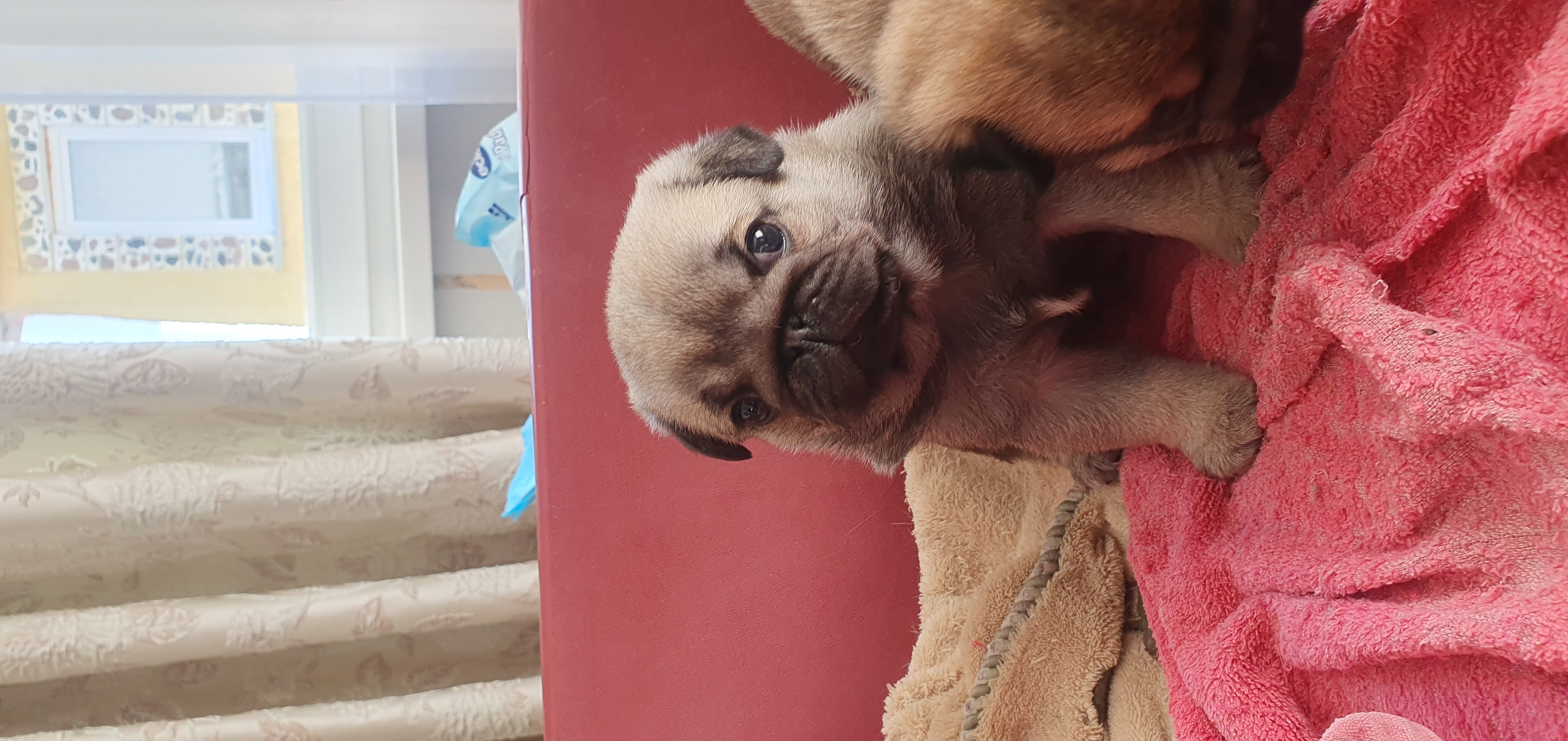 Jūratė Budrevičienė