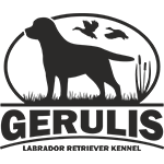 Labradoro retriverių veislynas "Gerulis"