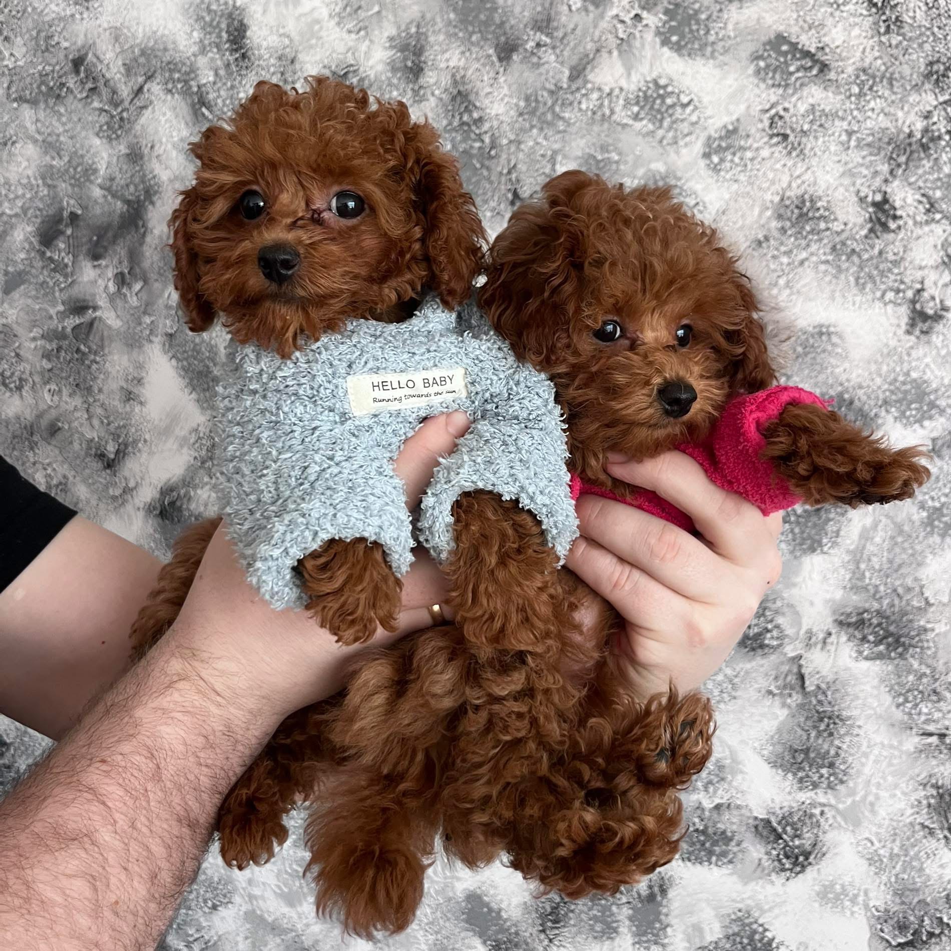 Tavo naujas seimos draugas