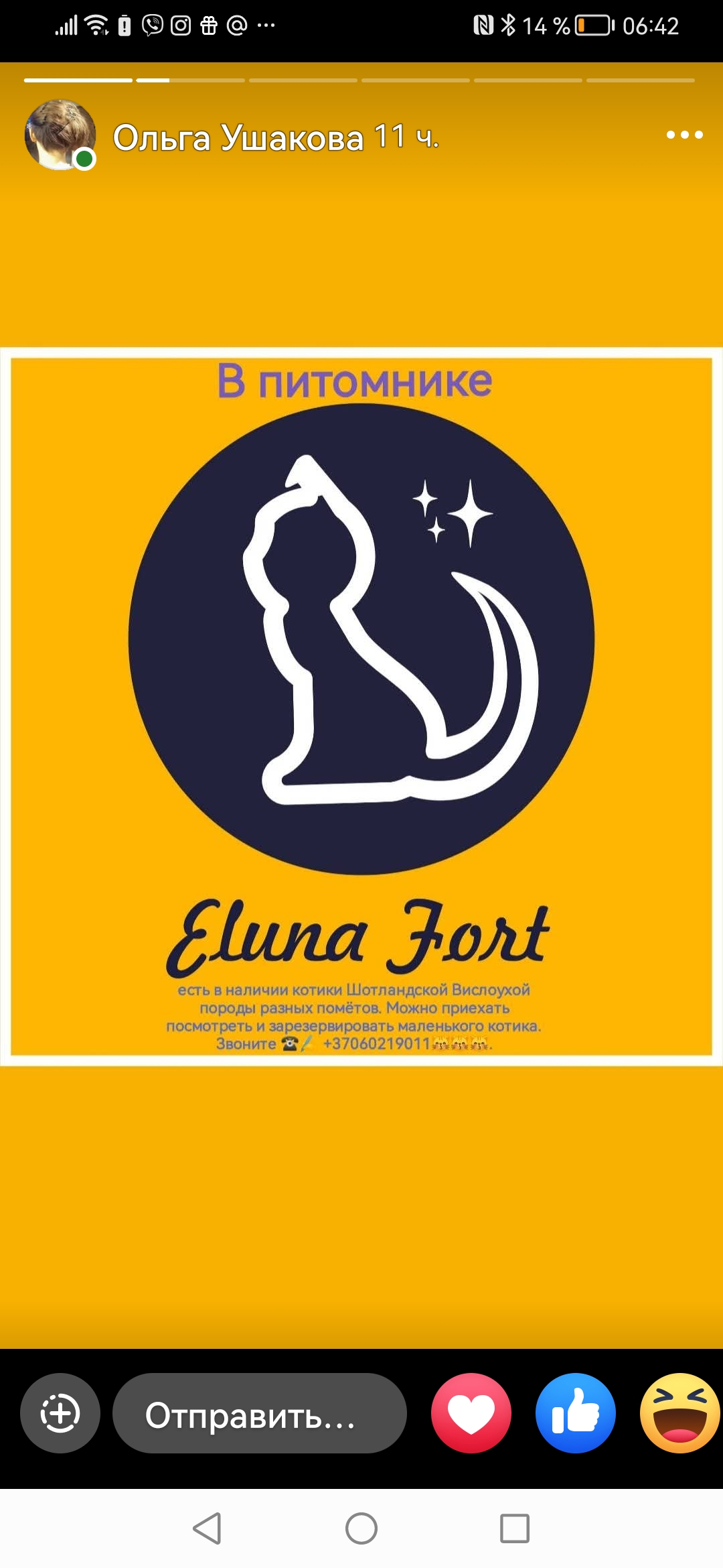 Cattery "Eluna Fort"