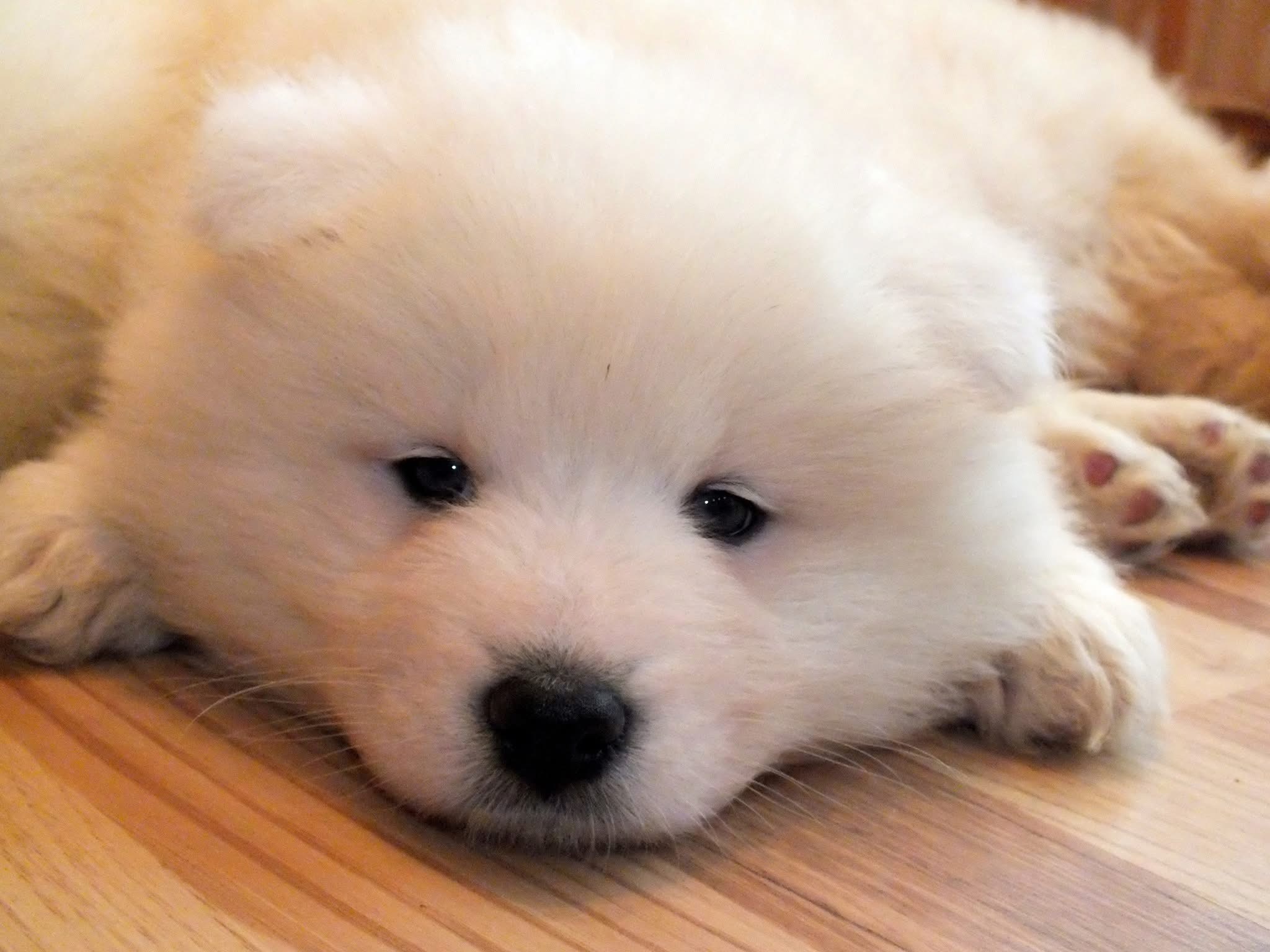 Samojedu veislynas Baltas Lokys